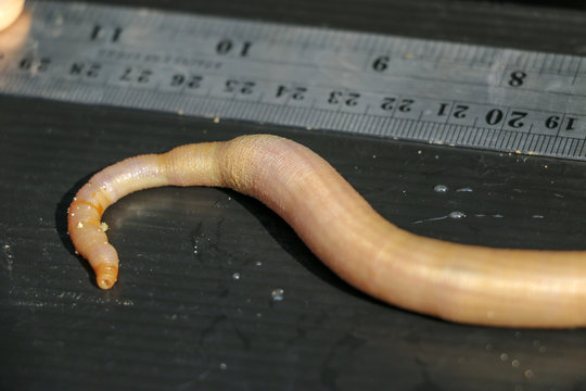 Nemertea is a phylum of invertebrate animals also known as ribbon worms or proboscis worms in the Sea for education.