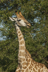 Giraffa, Kruger National Park © foto4440