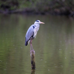 Airone cenerino (Ardea cinerea) in volo