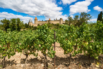 Fototapeta na wymiar Wine vineyards with Carcassonne Castle in the distance 