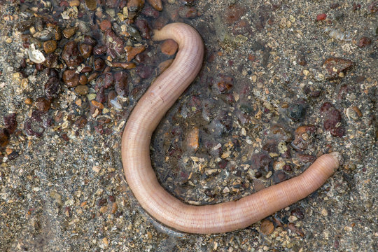 Nemertea is a phylum of invertebrate animals also known as ribbon worms or proboscis worms in the Sea for education.