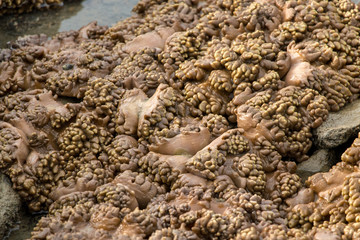 Alcyonacea, or soft corals, is an order of corals which do not produce calcium carbonate skeletons  for education  in the Sea.