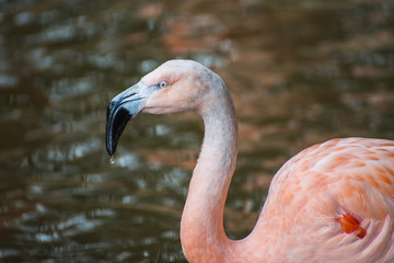 Flamingo with water drop on beak