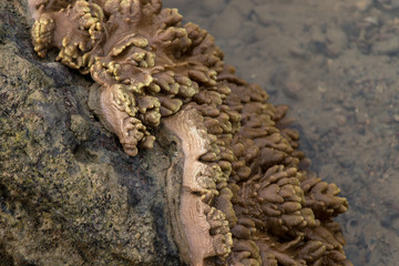 Alcyonacea, or soft corals, is an order of corals which do not produce calcium carbonate skeletons  for education  in the Sea.