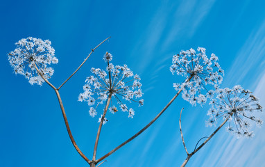 Crystal snow-flowers against the blue sky.