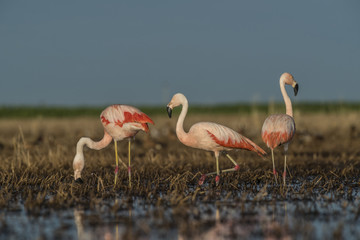 Flamingos, Patagonia Argentina