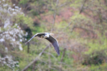 Airone cenerino (Ardea cinerea) in volo