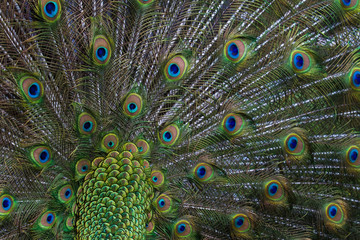 Obraz premium Peacock feathers