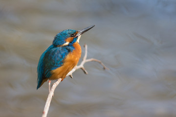 Eisvogel