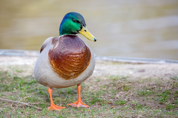 Wild animal duck