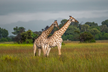 Thornicroft Girafe sanding in the bushveld in South Luangwa National Park, Zambia, Southern Africa	(Giraffa)