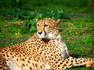 Guépard