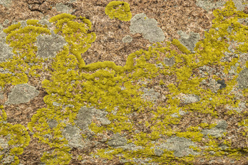 the stone surface covered with a moss and a lichen