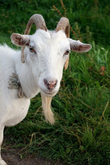 Голова белой рогатой козы