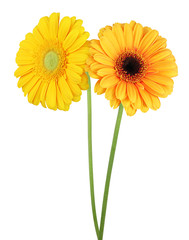 Two wonderful Gerberas (Daisies) isolated on white background, including clipping path. Germany