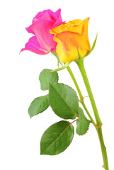 Two beautiful Roses (Rosaceae) isolated on white background, including clipping path. Germany