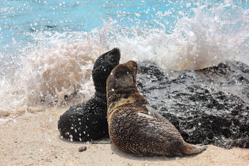 Obraz premium Młode lwa morskiego z Galapagos bawią się w piasku i falach na plaży na Wyspach Galapagos. Zwierzęta i przyroda na Galapagos, Ekwador, Ameryka Południowa. Słodkie zwierzaki.