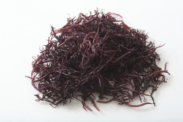 Fototapeta premium Funori from Sanriku