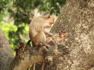 monkey is sitting on the tree