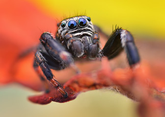 Extreme sharp and detailed portrait of polish jumping spider macro 