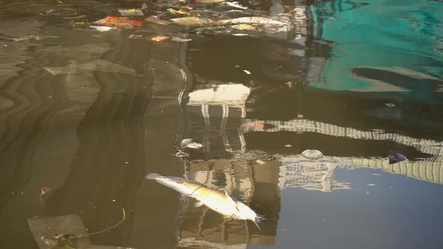Fish float dead in canal.
