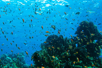 Plakat Coral reef in Red sea. Background