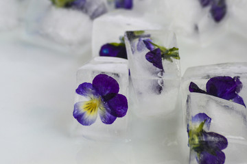 Frozen flowers in ice cubes. Closeup