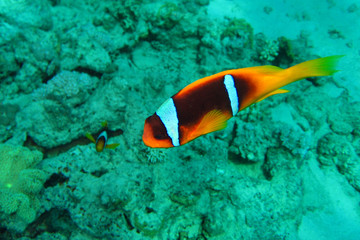 Fototapeta na wymiar Coral reef in Red sea.