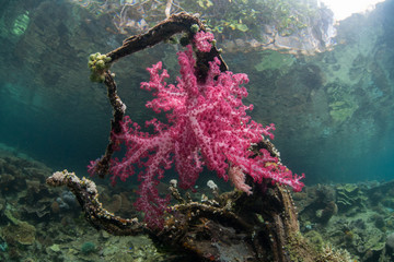 Fototapeta na wymiar Soft Coral Colony Growing on Fallen Branch in Raja Ampat