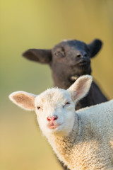 Obraz premium Portrait of cute different black and white young lambs on pasture