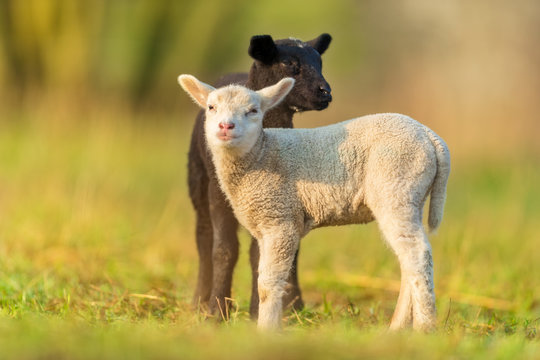 Cute different black and white young lambs on pasture