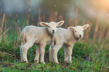 Fototapeta premium Cute young lambs on pasture, early morning in spring.