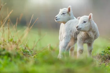 Crédence de cuisine en verre imprimé Moutons Jeunes agneaux mignons au pâturage, tôt le matin au printemps.