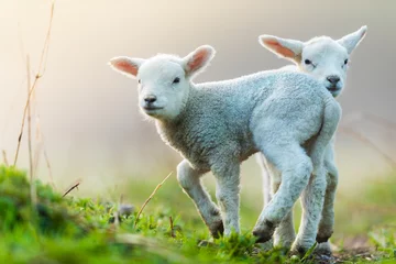 Photo sur Aluminium Moutons Jeunes agneaux mignons au pâturage, tôt le matin au printemps.