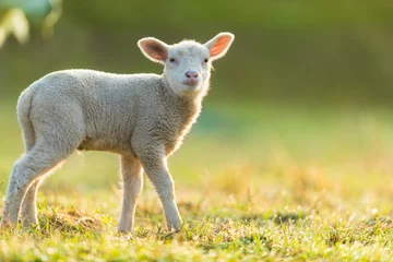 Papier Peint photo autocollant Moutons Cute young lamb on pasture, early morning in spring.