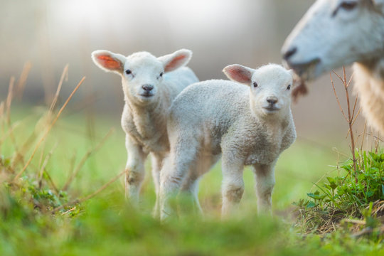 Cute young lambs with their mother on pasture