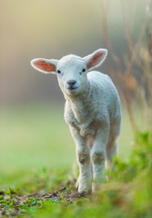 Naklejka na ściany i meble Cute young lamb on pasture, early morning in spring.