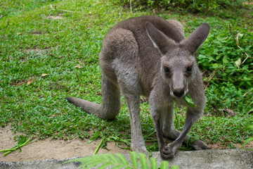Australian red kangaroo is eating green leaf in the grass in Singapore