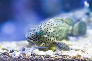 Coral Grouper in tank at aquarium