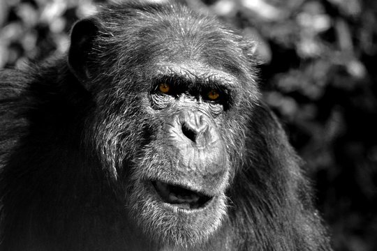 le regard du chimpanzé