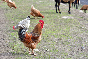 Naklejka na ściany i meble farm animal red rooster walking on the farm field