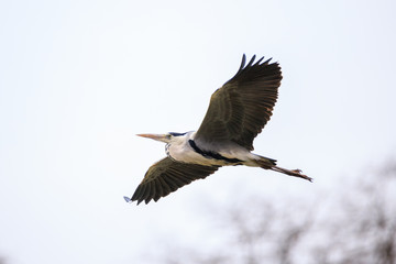 Airone cenerino (Ardea cinerea) in volo