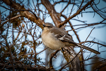 Obraz premium Northern Mockingbird (Mimus polyglottos)