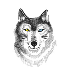 Hand drawn print with wolf or husky. Boho vector design for t-shirt. Stylish  card with dog isolated on the white background.