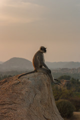 Wild life of monkeys. The animal sits on a majestic stone, in the background the mountains in the haze and the greenery of the forests. Observer. India. Karnataka. Hampi.