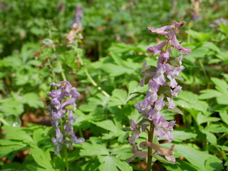 Hohler Lerchensporn
