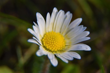 Obraz premium daisies flower on a background of grass.