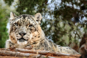 Fototapeta premium Snow Leopard (Panthera uncia) portrait