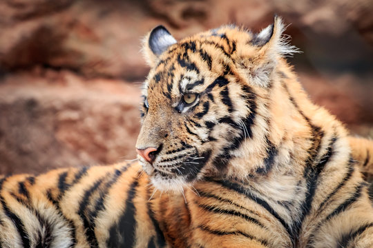 Sumatran Tiger (Panthera tigris sumatrae) cub