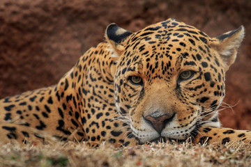 Jaguar (Panthera onca) resting